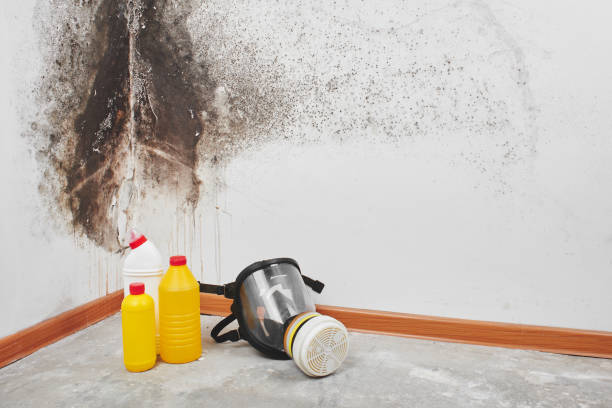 Best Mold Damage Repair  in Livingston, MT