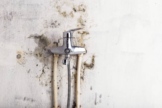 Best Commercial Mold Removal  in Livingston, MT