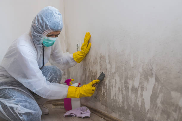 Livingston, MT Mold Removal Company