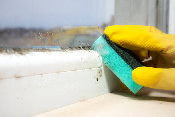Best Home Mold Removal  in Livingston, MT