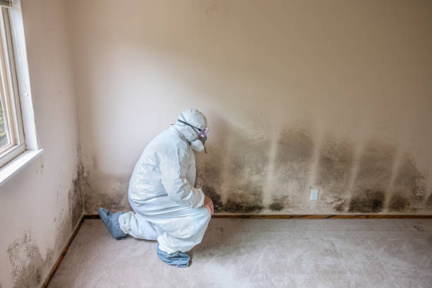Best Black Mold Removal  in Livingston, MT