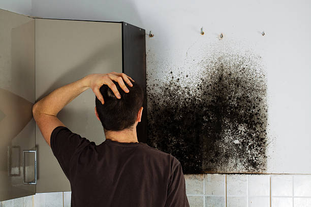 Best Mold Cleaning Services  in Livingston, MT