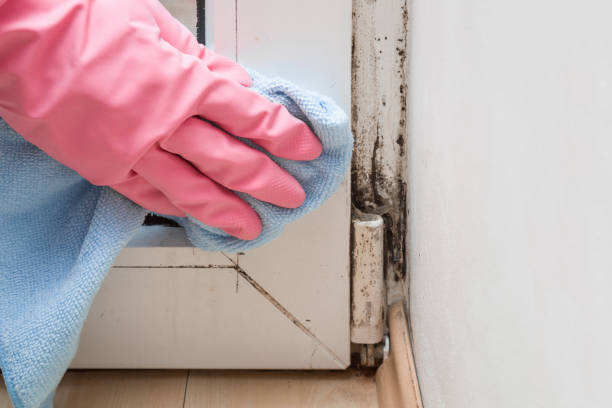 Best Same-Day Mold Removal  in Livingston, MT