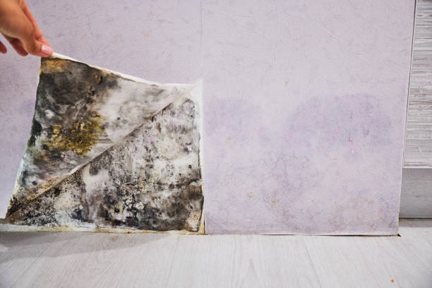 Best Certified Mold Removal  in Livingston, MT
